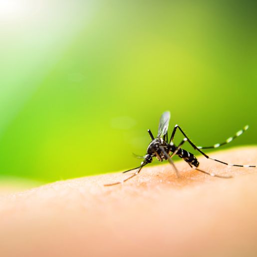 Palma Sola registra dez focos da dengue neste início de ano