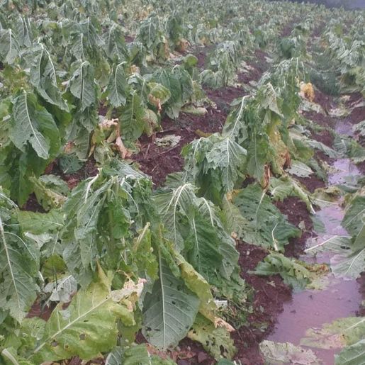 Agricultor relata prejuízo superior a R$ 100 mil com temporal  no interior de Itapiranga