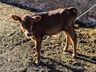 VÍDEO: “É triste ver o gado berrando de fome e não ter o que tratar”, diz agricultor