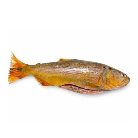 Peixe Dourado Eviscerado Costiero Congelado Aprox. 1kg A Un. 360-1