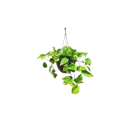 Planta Jiboia Verde Pendente 1UN