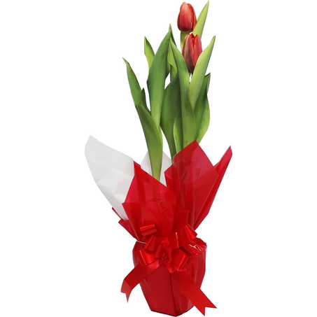 Tulipa P12 - Decorada - Ref. 617