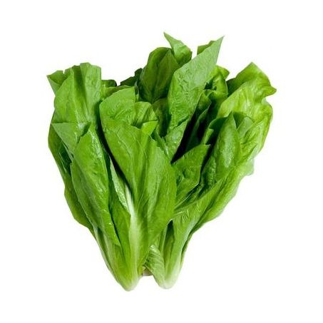 Almeirao radiche wgreen un