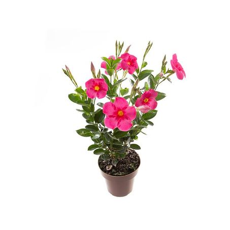 Mandevilla P14 
