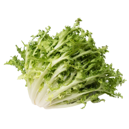 Flv-chicoria frigo verde un