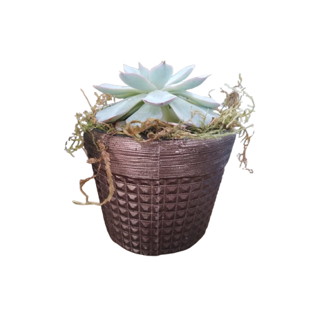 Vaso suculenta p11