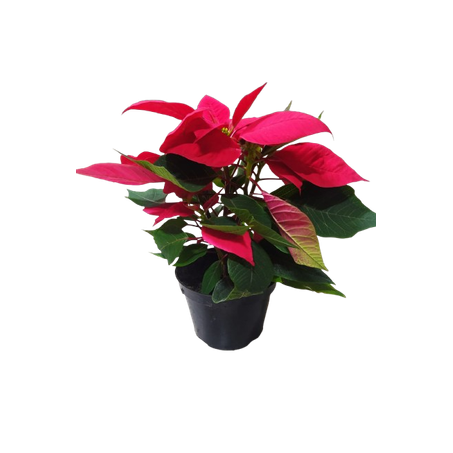 Flor sao joao mini 360-1