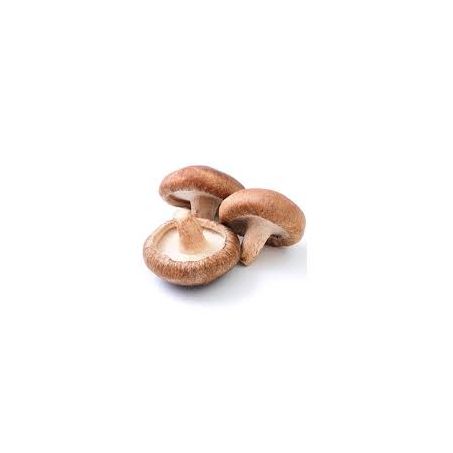 COGUMELO SHITAKE BDJ ELOI CIT ALIMENTOS