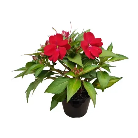 Sunpatiens P11 