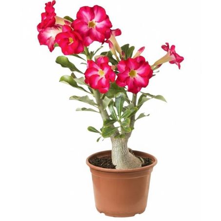 Planta Natural Rosa Do Deserto Dobrada P15