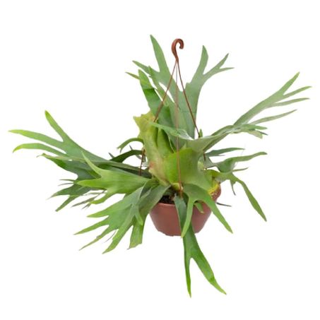 Planta Natural Platycerium C.21