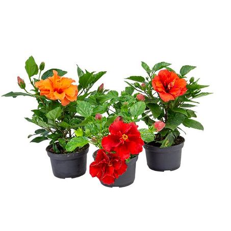 Hibisco P15 
