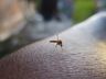 Itapiranga ultrapassa mil casos de dengue neste ano