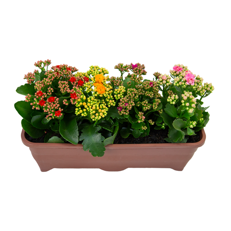 Kalanchoe Dobrado Jardineira 3,5L