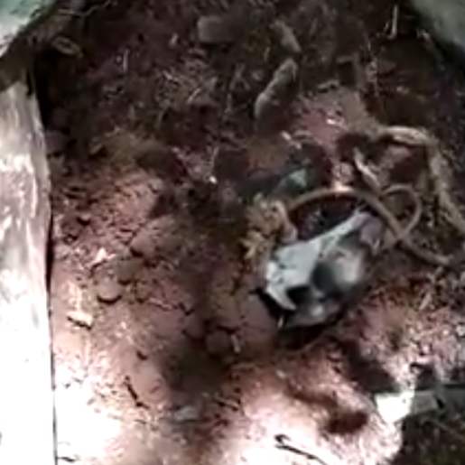 Vídeo: Homem tenta matar cachorra a pauladas e enterra animal ainda vivo em Cunha Porã 