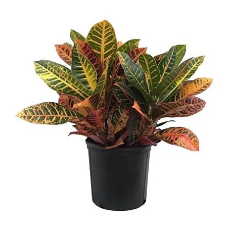 FLOR CROTON PT17 RF