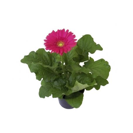 Flor gerbera timlog 14
