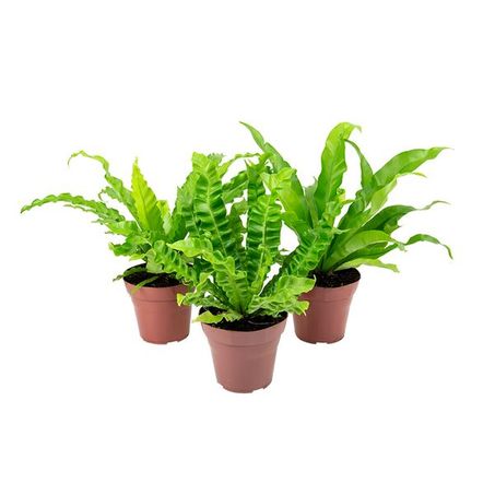 PLANTA ASPLENIUM VARIADO P14