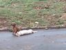 Cão fica ao lado do amigo que morreu atropelado e cena viraliza