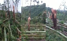 Árvores retorcidas e arrancadas pela raiz: Defesa Civil confirma tornado no Oeste de SC