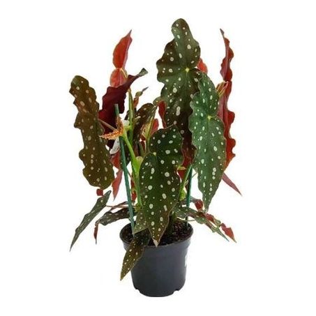 ARRANJO BEGONIA MACULATA PT15