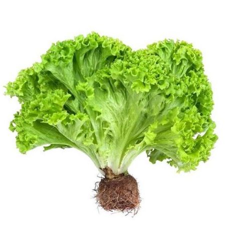 Alface hidroponico hidromim un