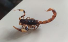 Escorpiões capturados em São José do Cedro são de baixa toxicidade 