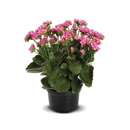 Flor Da Fortuna Kalanchoe P11 A1