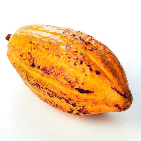 CACAU