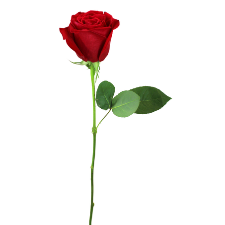 Rosa Importada Unidade