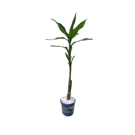Flor dracena lucky bambo p6