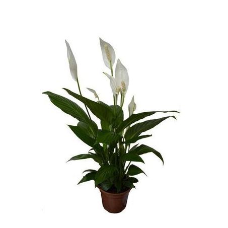 Flor Lirio Da Paz Spathiphyllum Unidade Pote 11