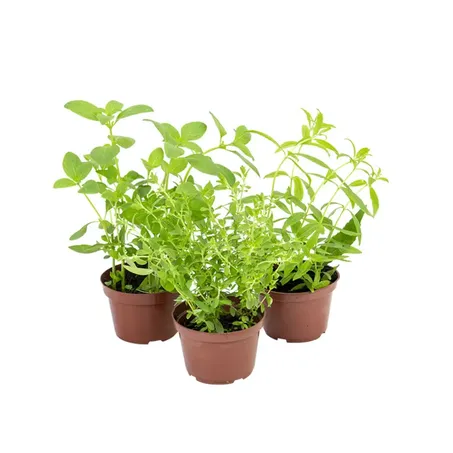 Ervas Aromaticas P11 