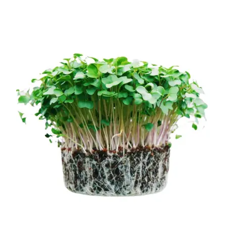 BROTO MANJERICAO MICROGREENS