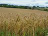 Chuva ameniza efeitos da estiagem na região, mas afeta colheita do trigo, afirma Epagri