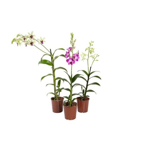 Orquidea denphal p12