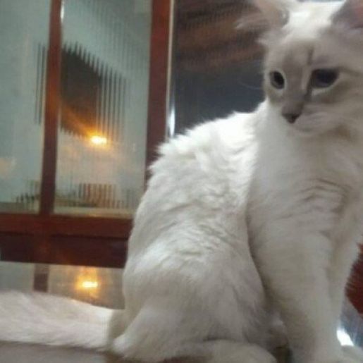 Brasil registra primeiro caso de infecção em gatos