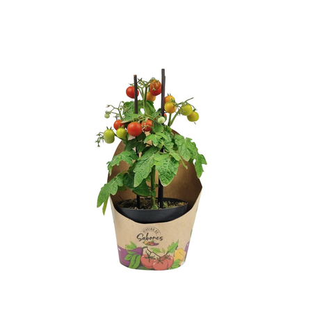 Tomate P14