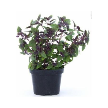 TEMPERO EM VASO PAULISUL UN MANJERICAO ROXO