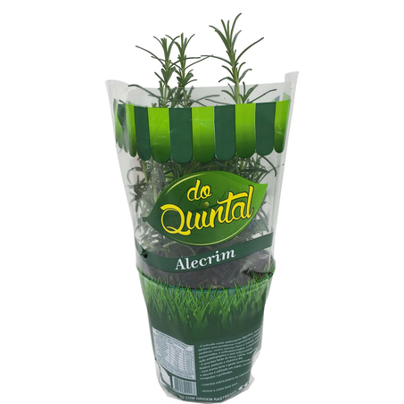Muda Tempero do Quintal Alecrim - Vaso
