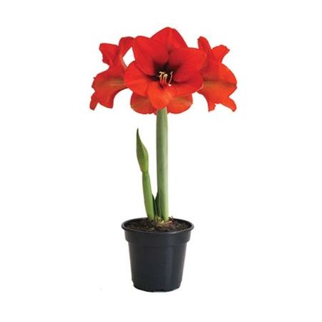 Flor Mini Amaryllis Verm.2ht P14