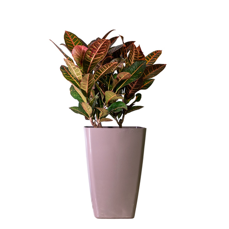 Planta Croton P23 Dc