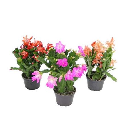Flor de Maio P11