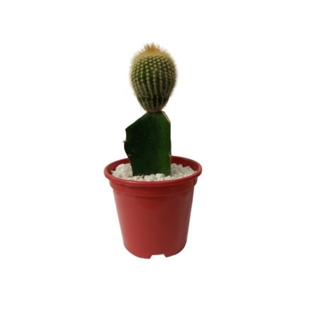 Flor Viva Cactus Enxertado Pt10 1UN