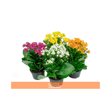 Flor Kalanchoe Dobrado P11
