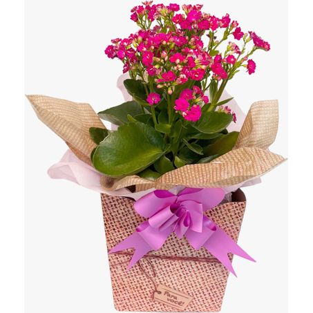 Flor kalanchoe mix decorada p11
