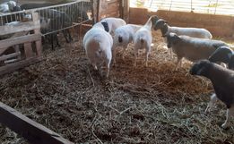 Prefeitura busca impulsionar criação de caprinos e ovinos em Guarujá do Sul