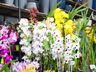 Central Flor, Floricultura e Paisagismo comemora 1 ano em São Miguel do Oeste