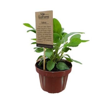Vaso Tempero Salvia 