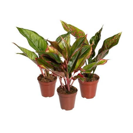 Aglaonema Variada P12 